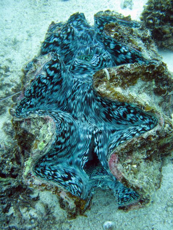 ホテル Ningaloo Coral Bay - Bayview エクステリア 写真