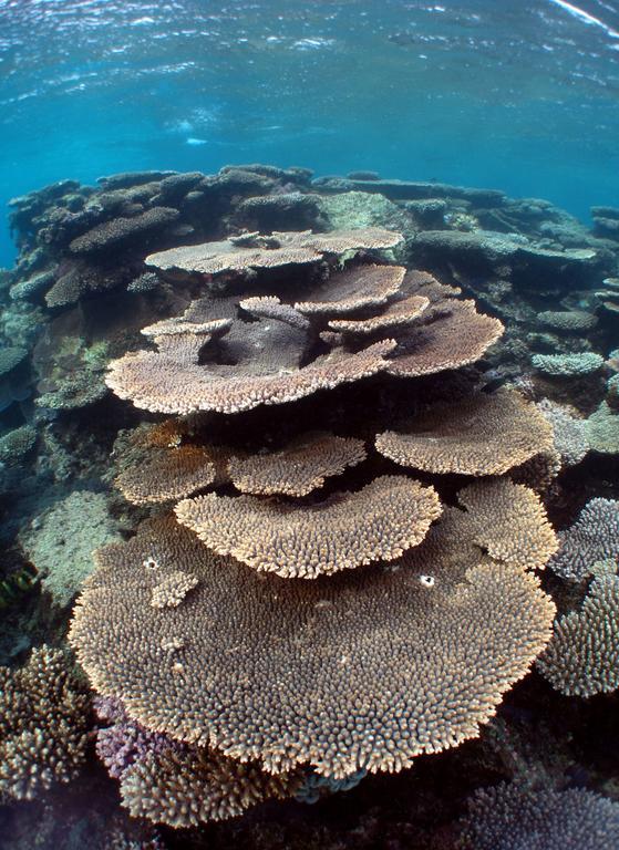 ホテル Ningaloo Coral Bay - Bayview エクステリア 写真