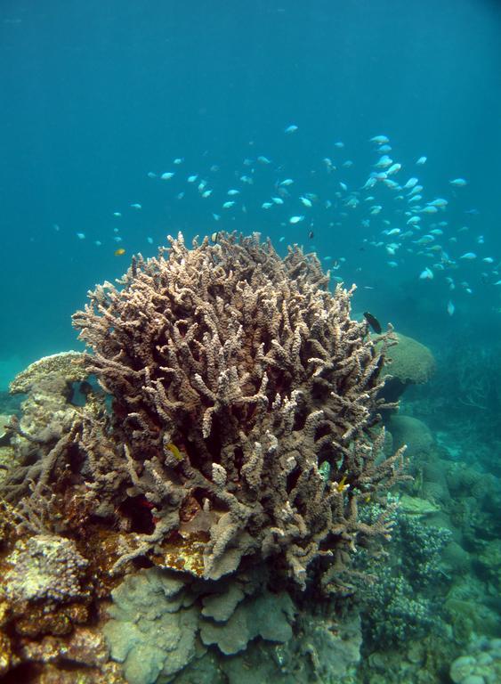 ホテル Ningaloo Coral Bay - Bayview エクステリア 写真